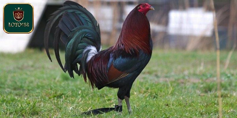 Đặc điểm phần đầu của gà chọi Asil