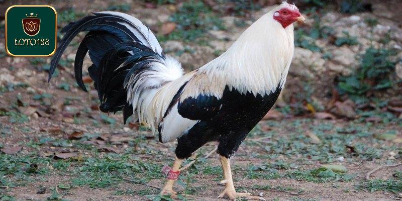 Gà Asil Mỹ - Đặc Điểm Và Thái Độ Chiến Đấu Đỉnh Cao