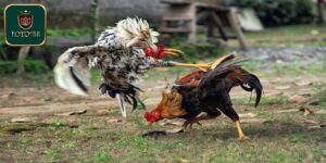 Luật Chơi Đá Gà Cựa Sắt Miền Tây Cần Biết Cho Tân Thủ