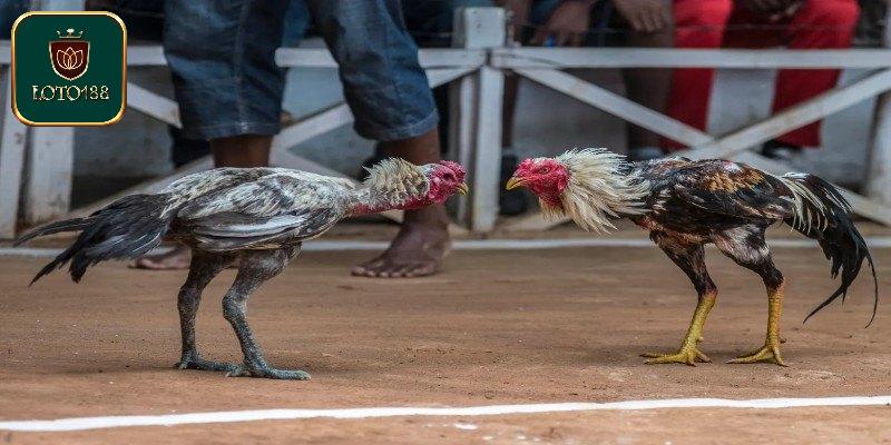 Luật chơi đá gà cựa sắt miền tây về thời gian thi đấu