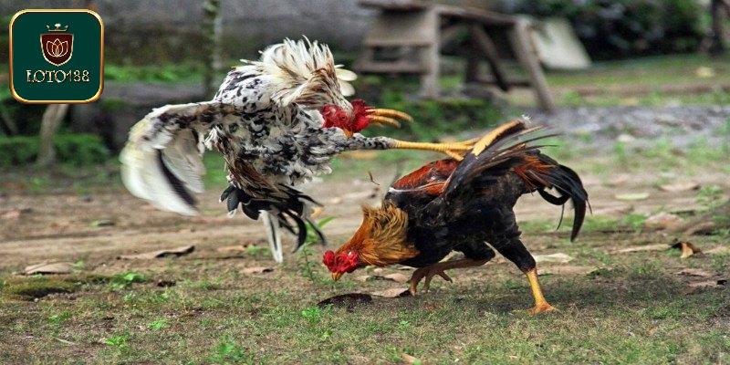 Luật Chơi Đá Gà Cựa Sắt Miền Tây Cần Biết Cho Tân Thủ