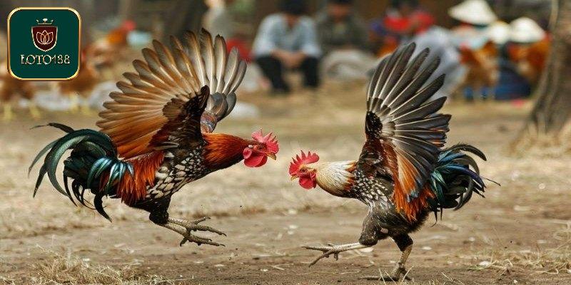 Màn so tài cựa sắt đáng xem