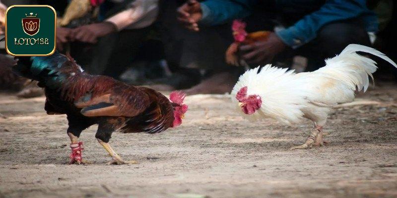 Quy tụ những chú gà danh tiếng lừng lẫy