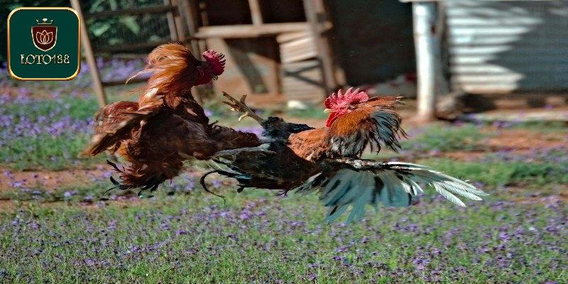 Tìm hiểu đá gà cựa sắt miền tây có gì thú vị?