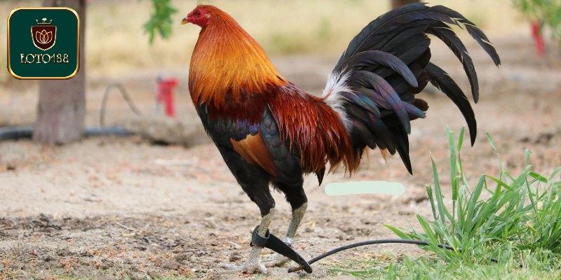 Tính chiến đấu cực kỳ đỉnh cao của giống kê Asil Mỹ