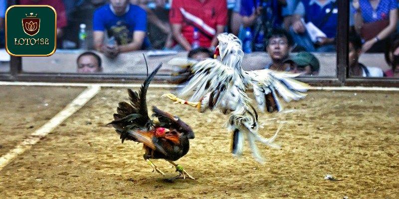 Trường Gà Campuchia - Sàn Đấu Hoành Tráng Số 1 Châu Á